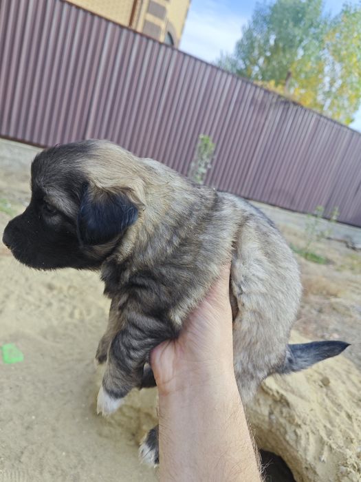 Отдам женят в добрые руки