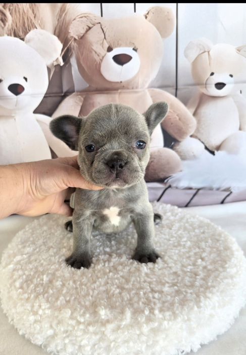 Френски бурдог елитна кръвна линия