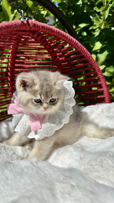 British Shorthair Chinchilla Blue Golden -  Fetita cu certificat pedigree
