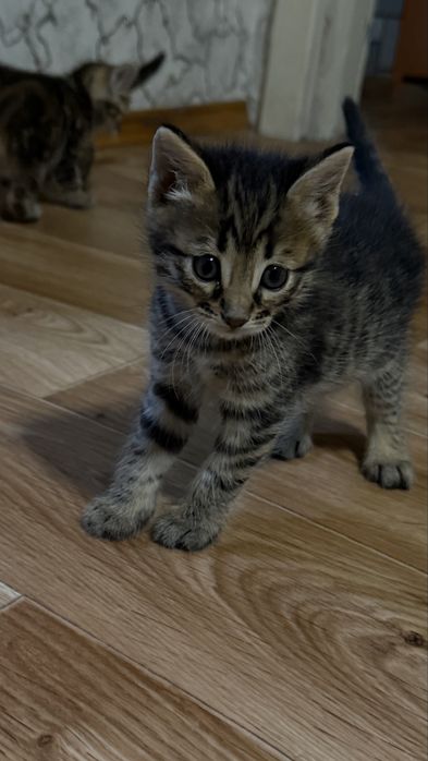 Бенгальские котята бастарды