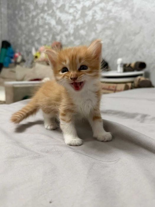 котята от Мамы  кошки