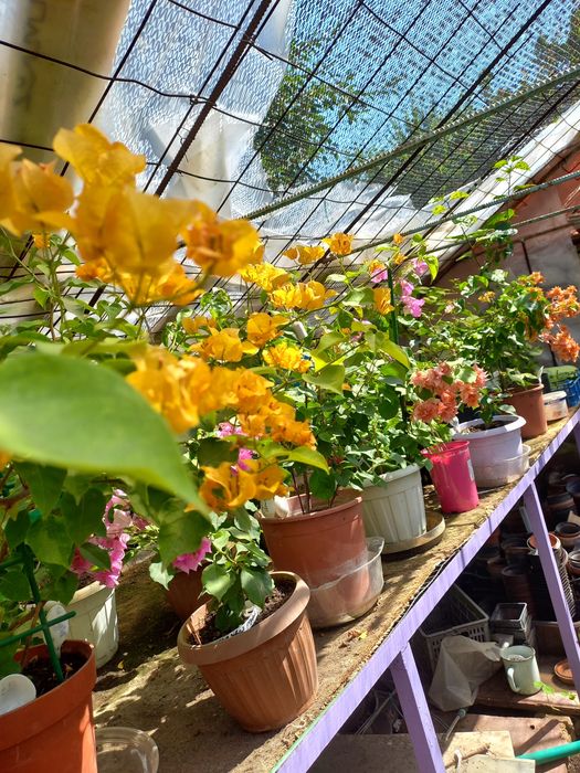 БУГЕНВИЛИЯ в горшках