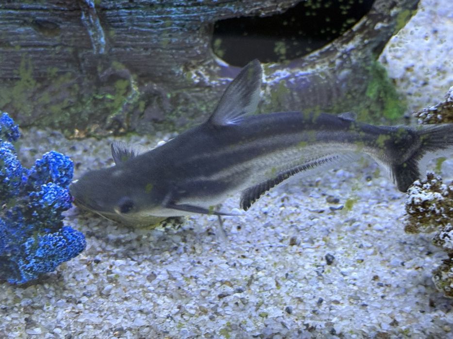 Акулы мирные разные виды ,от10,до20 см