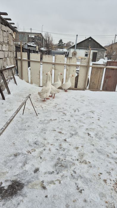 Продам семью гусей