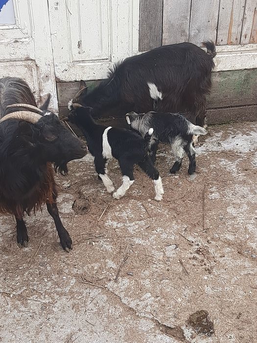 Vand 2 capre  bune de lapte și iezi, blânde și frumoase