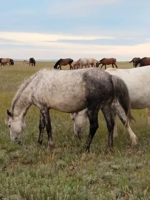 Ту бие сат.тез арада
