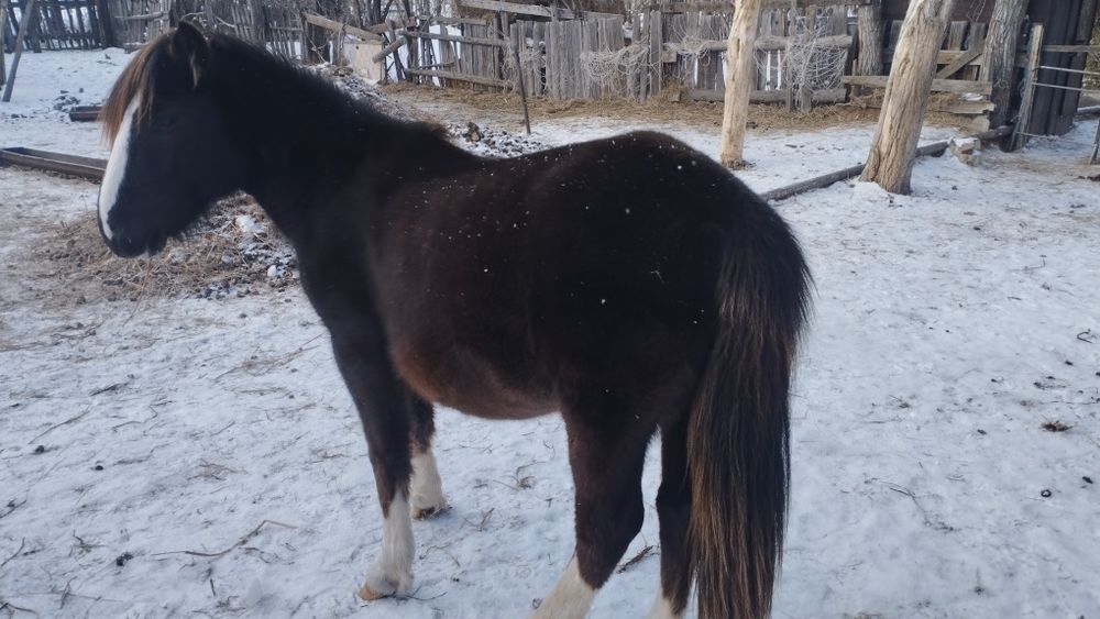 Продаются козы и тай