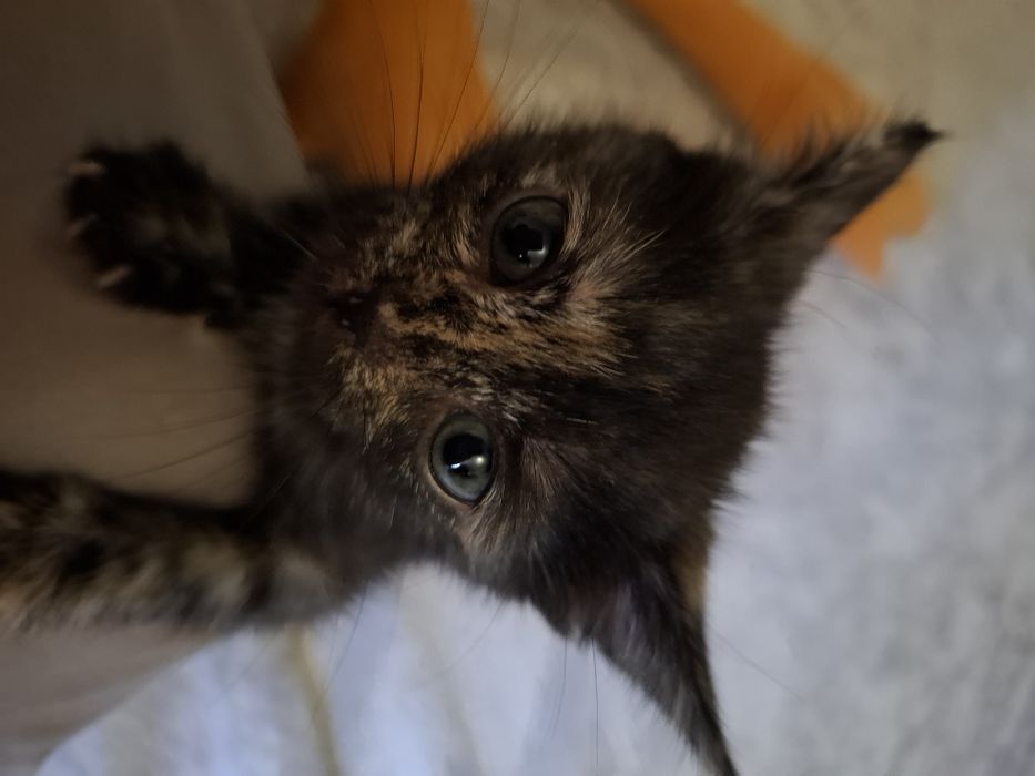 Котенок девочка.