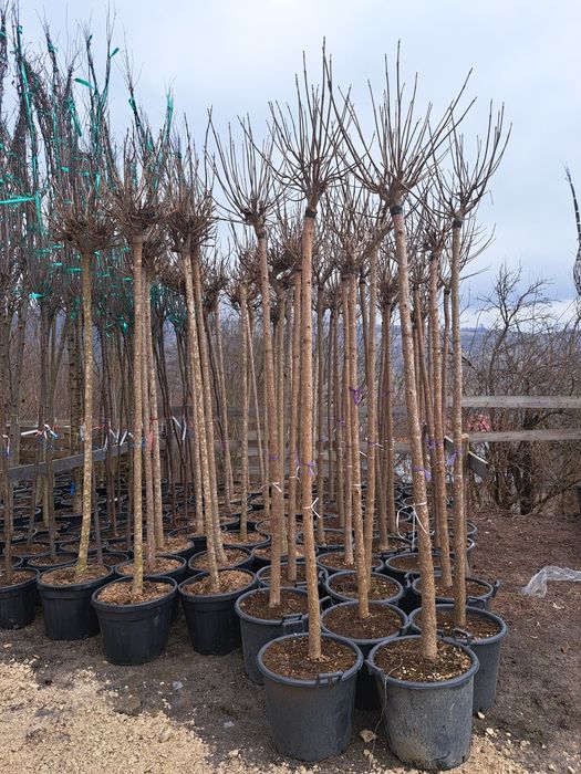 Catalpa,Magnoli Grandiflora Platani etc