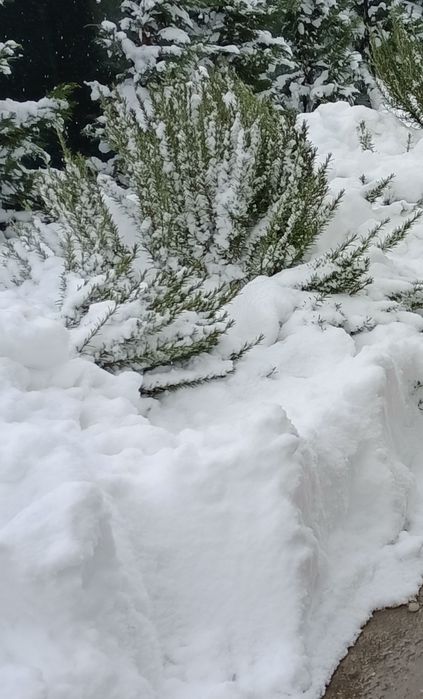 Rozmarin proaspăt și plante mature