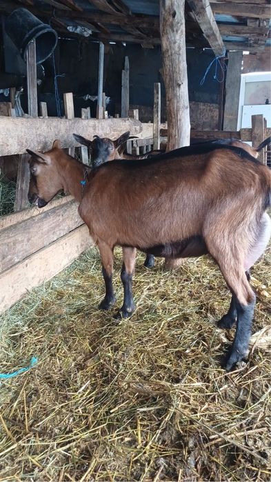 Capre Alpine Franceze