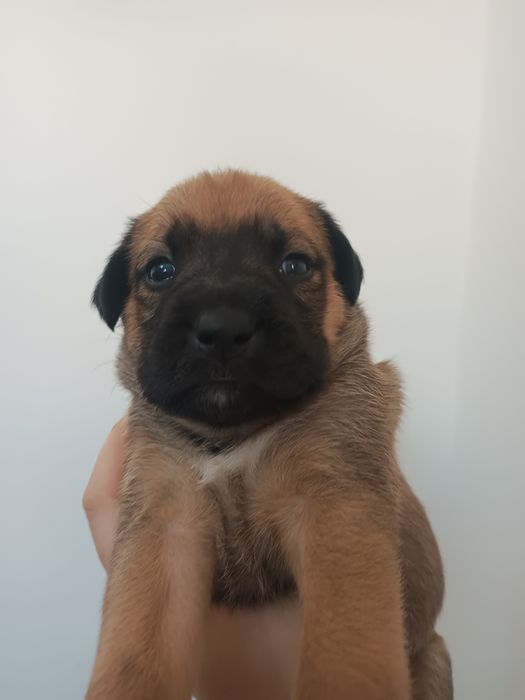 Отдам малышек в добрые руки