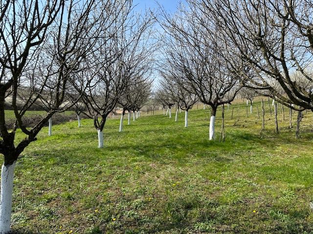 Vând Livada pruni + vie Paulesti