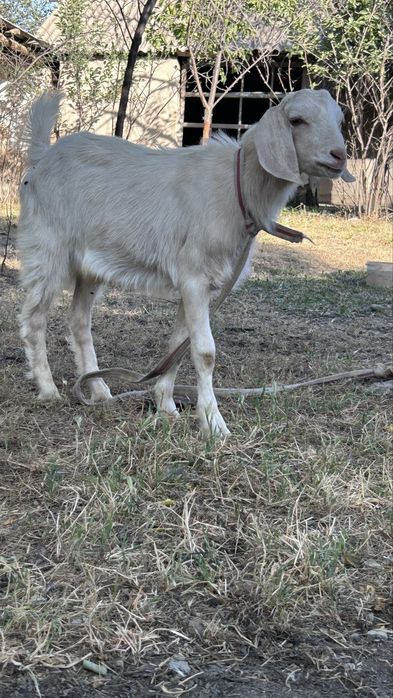 Занен ешкі  коза
