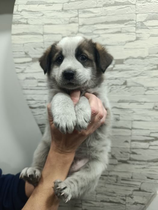 Щенки мальчик и девочка 2,5 м5с