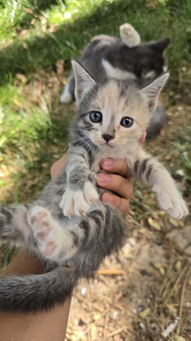 Котята 1 месяц бесплатно