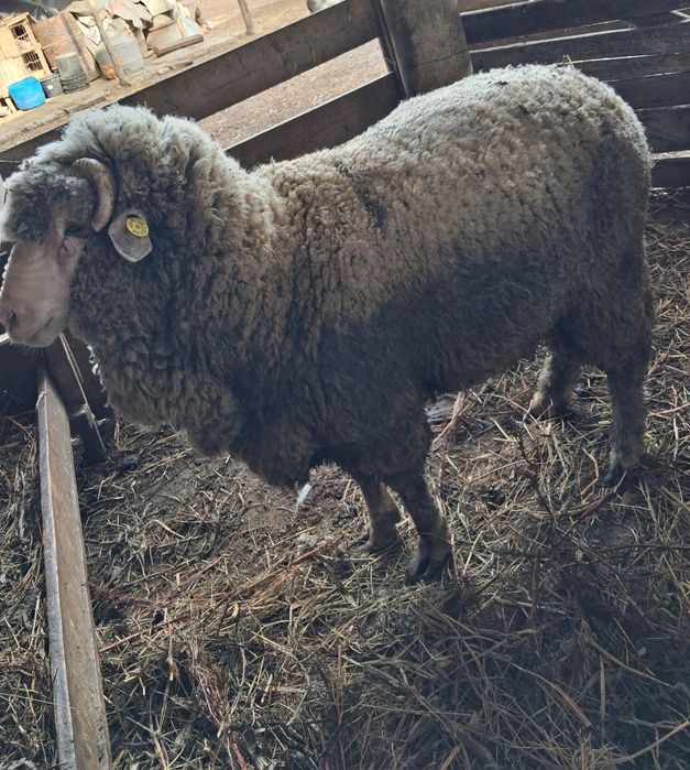 Vând berbec merinos de palas mior.