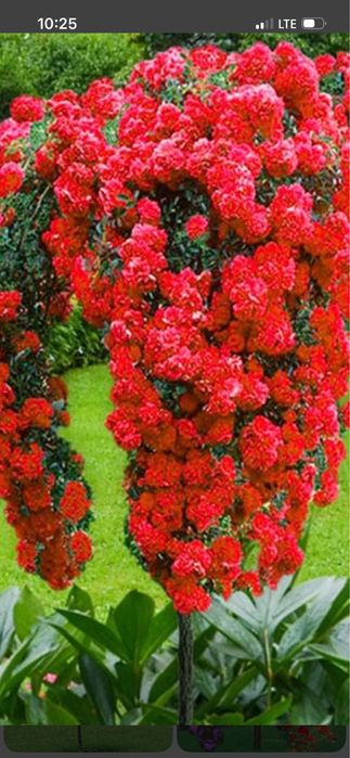 Vand trandafiri pomisor