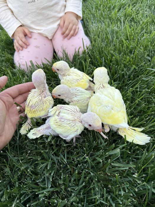 Pui blanzi papagali vorbitori Micul alexandru alexander