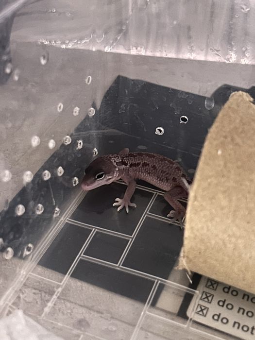 Эублефар бронь малыш