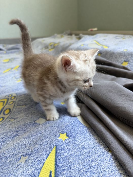 Шотландские котята