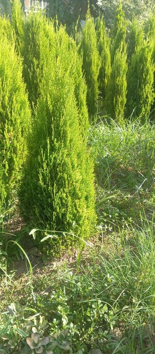 Туя голд залатой итальянский