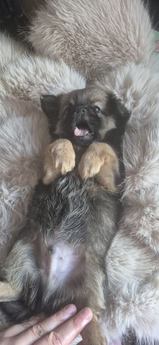 Chihuahua baietel cu acte