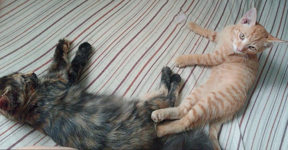 Отдам котят  в добрые руки