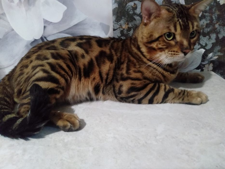 Кот бенгал для вязки