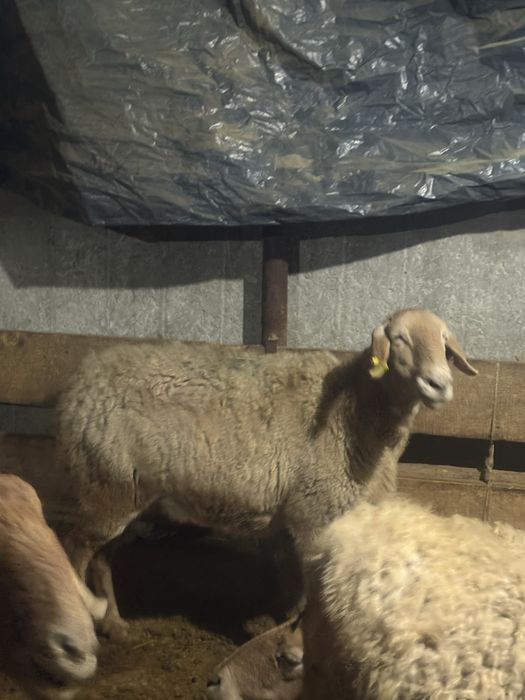 Тусактар сатылады Буаз