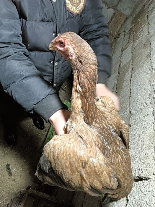 Дакар тауык кораз