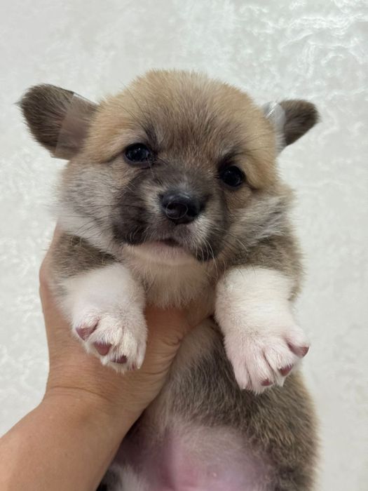 Шикарные малыши вельш корги