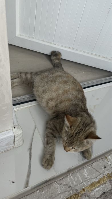 Кошка беременная