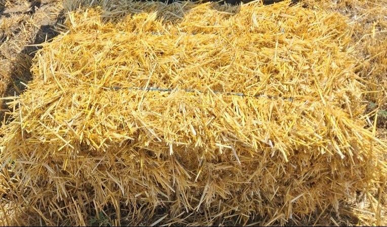 Vand baloti orzoaica presati bine.