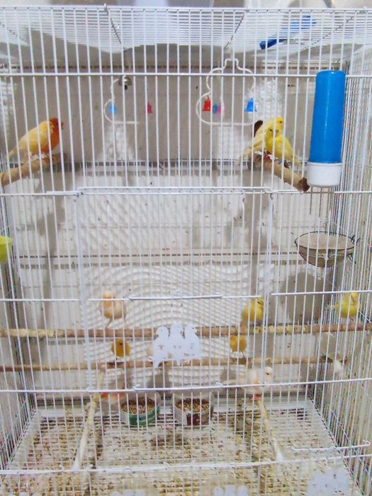 Продаю канарейку.