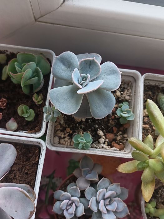 Продам разные суккуленты.