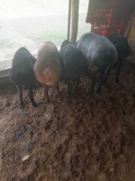 Казоки кучкор сотилади