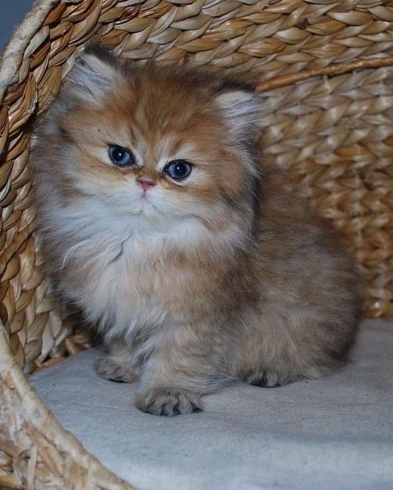 Кошка Шиншилла 2 месяцев