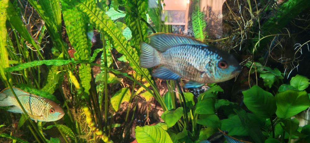 Peste Electric Blue Acara
