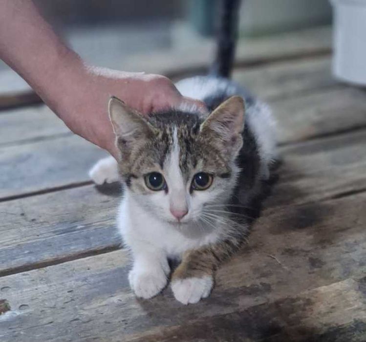 Котёнок мальчик 4 месяца