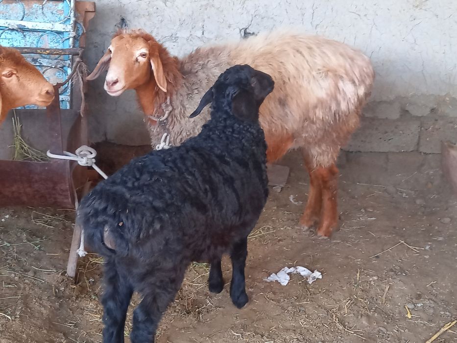 Qizil quyni ozi sotiladi