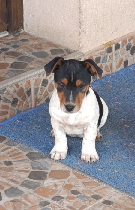 Căței Jakc Russell Terrieri