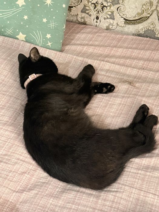 Отдам кота! Срочно