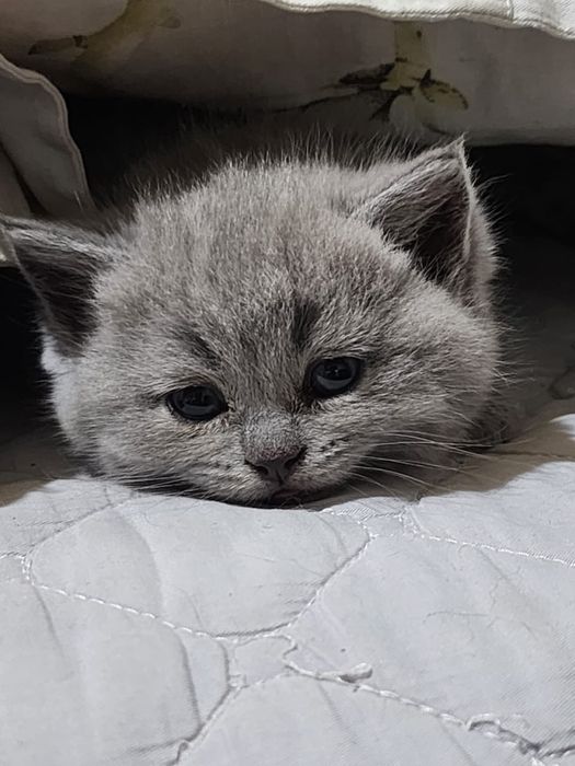 Шотландская скотиш хайлент страйт