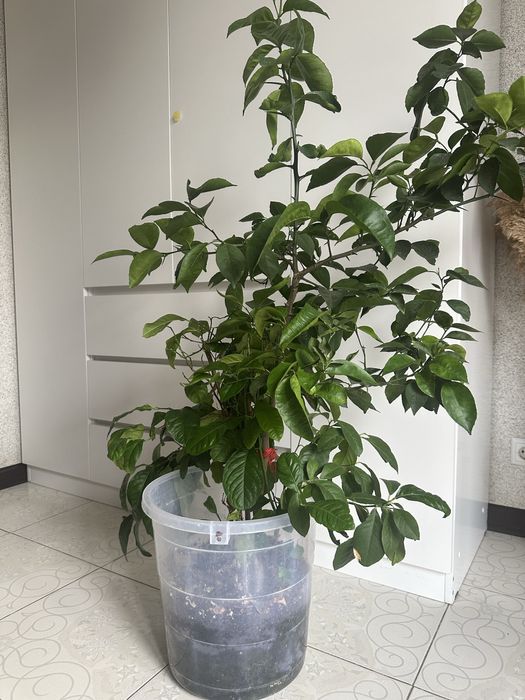 Разные комнатные растения