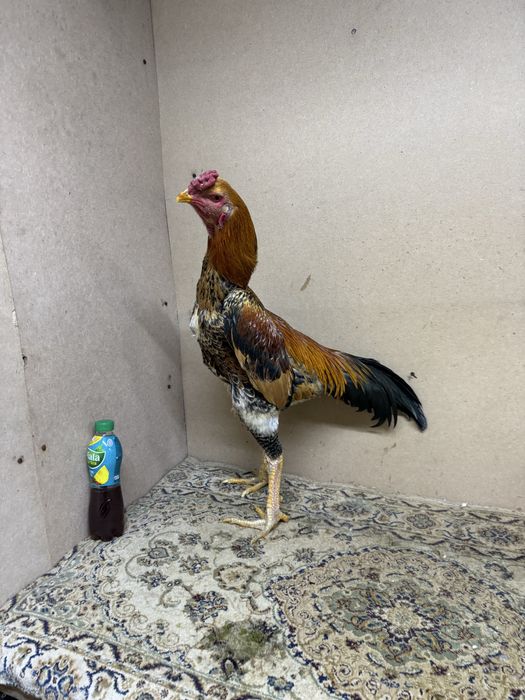 О Шамо Империя ЯПОН