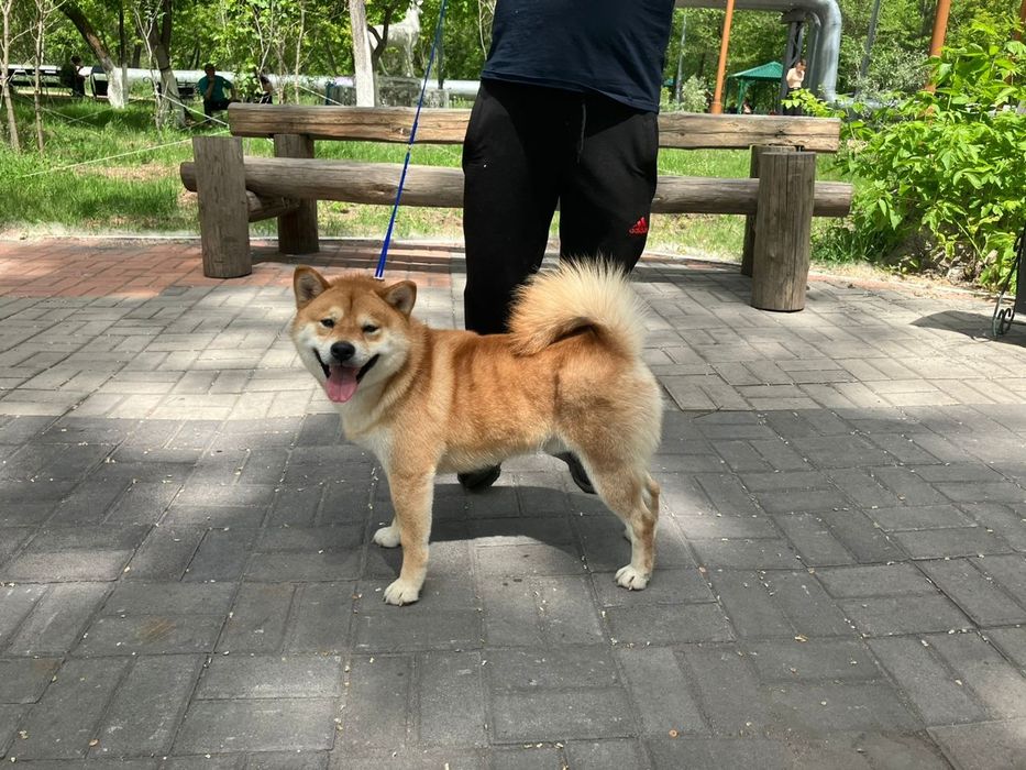 Продам щенков сиба ину