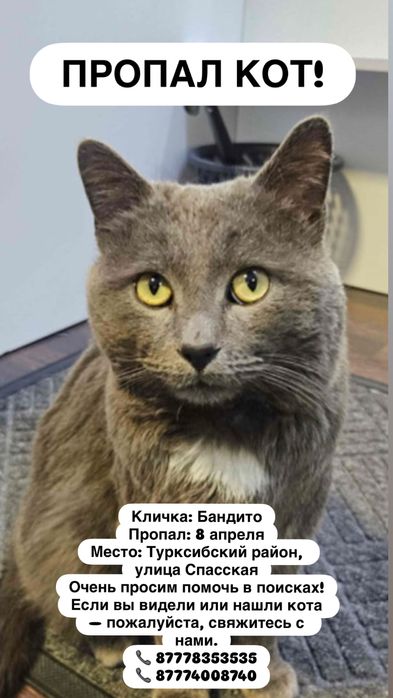 ПРОПАЛ КОТ! Помогите найти
