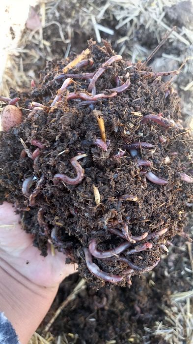 Чувалчанглар аксияда