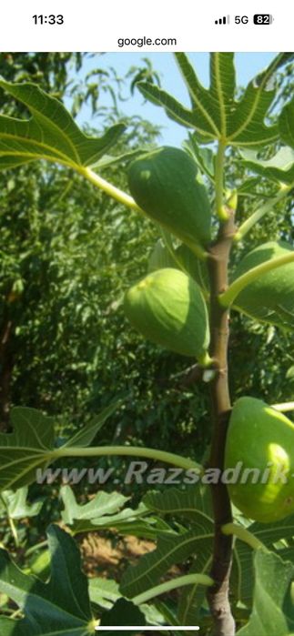 Смокиня сорт Черна Бурса и Далматинска